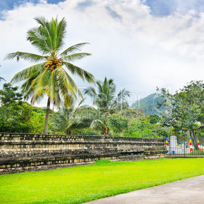 Lawn, coconut trees, cloudy day