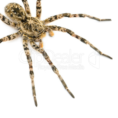tarantulas spider isolated on white background