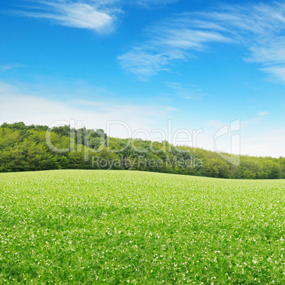 Beautiful flowering fields and beautiful clouds