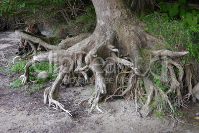 Baumwurzel am Strand