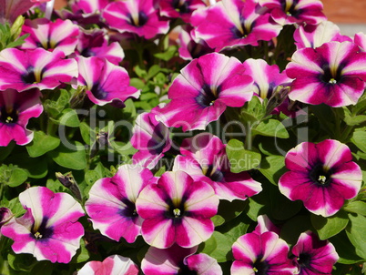 Streifige Blumen Streifige Blumen