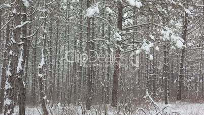 Snow falling in forest