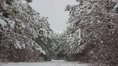Snow falling in forest
