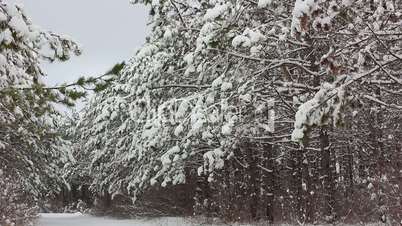 Snow falling in forest