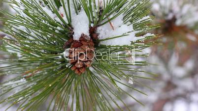 Snow falling in forest