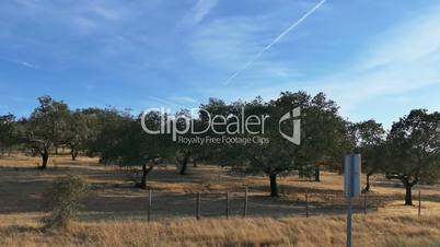 Fruit Trees in Agriculture Field, side view from car