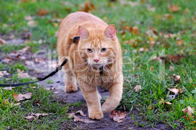 Red cat walks in the autumn grass on a leash