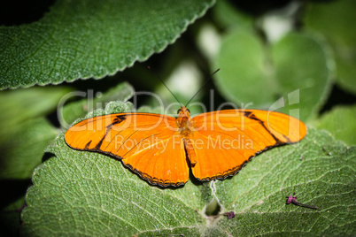 Julia Heliconian Dryas Julia