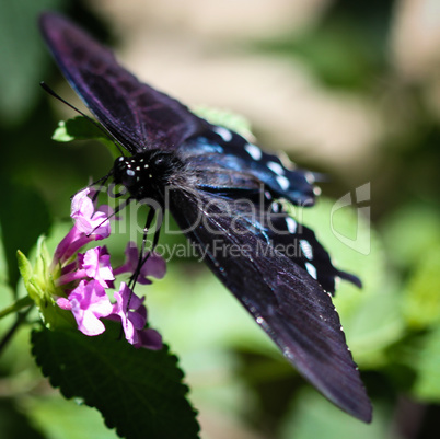 Spicebush Swallowtail Papilio Troilus