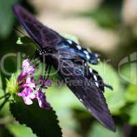 Spicebush Swallowtail Papilio Troilus