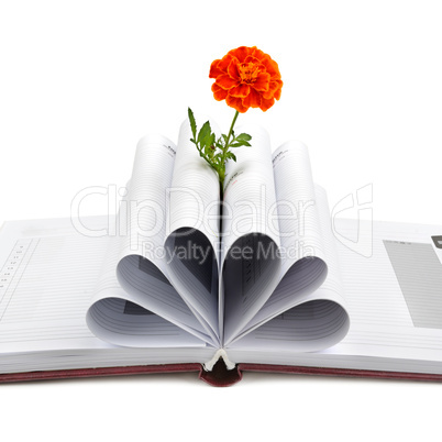 Book and flower isolated on white background