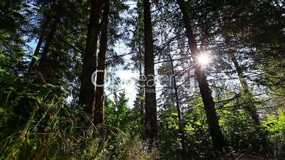morning in the forest. the sun's rays pass through trees
