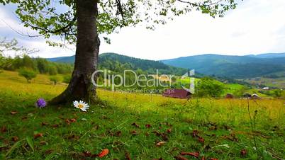 lonely tree on a background of mountain scenery