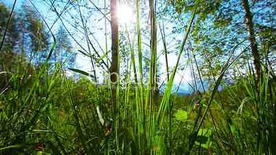 sunbeams through a green grass