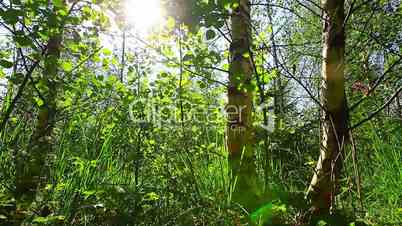 morning in the forest. the sun's rays pass through trees