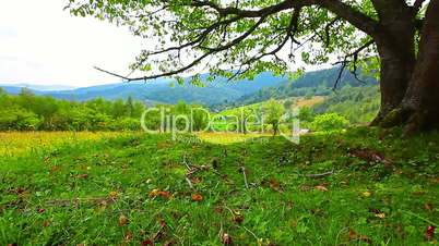 lonely tree on a background of mountain scenery