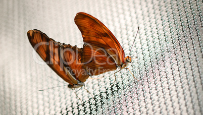 Julia Heliconian Dryas Julia