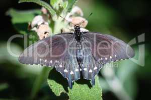 Spicebush Swallowtail Papilio Troilus