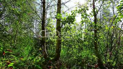 morning in the forest. the sun's rays pass through trees