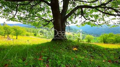 lonely tree on a background of mountain scenery