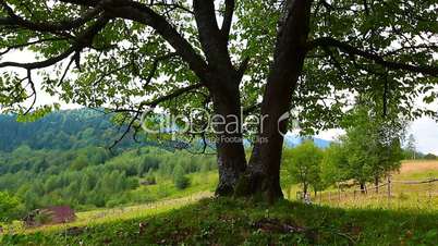 lonely tree on a background of mountain scenery