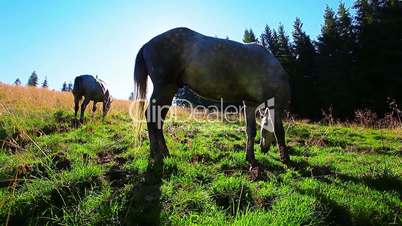 horses grazing on the background of the morning sun