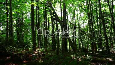 morning in the forest. the sun's rays pass through trees