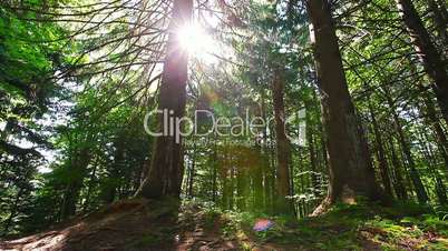 morning in the forest. the sun's rays pass through trees