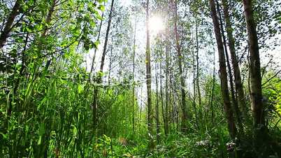 morning in the forest. the sun's rays pass through trees