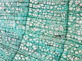 Pine Wood micrograph