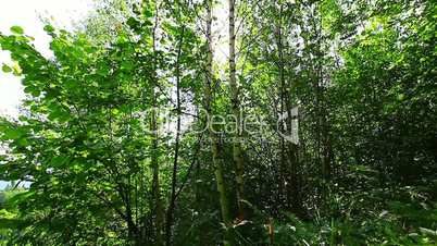 morning in the forest. the sun's rays pass through trees