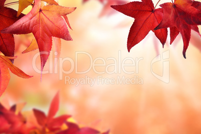 Herbst Hintergrund mit rotem Laub