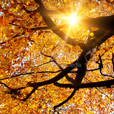 Sonne strahlt durch Baum im Herbst