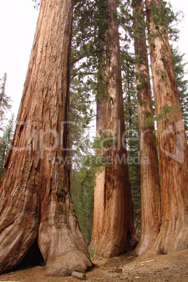 Redwood Bäume