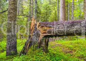 Broken tree in the mountain woods