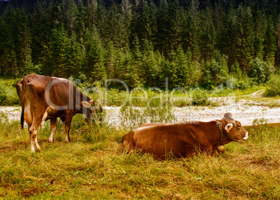 Cows in the woods. Landscape photo of animals and trees