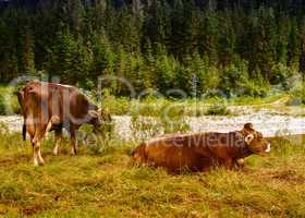 Cows in the woods. Landscape photo of animals and trees