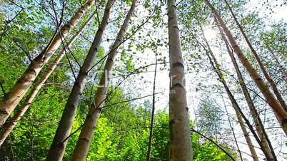 morning in the forest. the sun's rays pass through trees