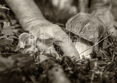 Mushrooms - Woman looking and searching for porcini in the mount