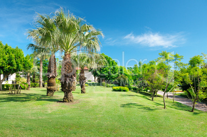 Tropical palm trees in a beautiful park