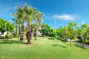 Tropical palm trees in a beautiful park