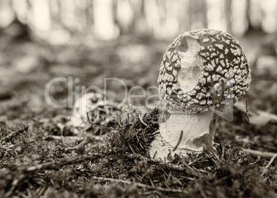 Red toadstool in the forest