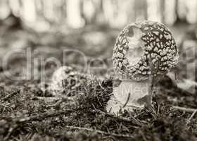 Red toadstool in the forest