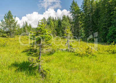 Beautiful alpin summer landscape. Trees and meadows with blue sk