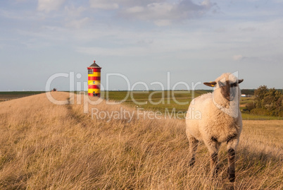 Schafe am Pilsumer Leuchtturm