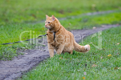 Red cat walking on a leash along the footpath on the background