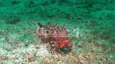 Pfeffer's flamboyant cuttlefish