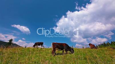 cow eats grass