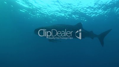 Whale shark in blue water