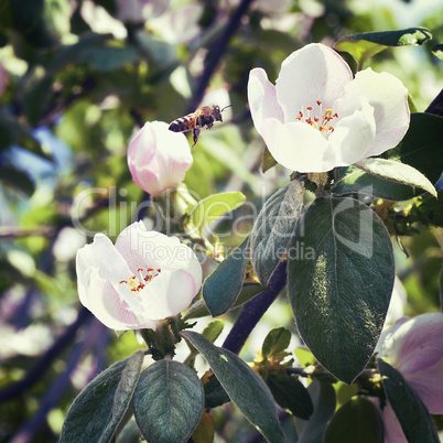 bee sits on a flower of a quince